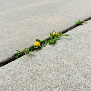 yellow flowers on pavement crack reminds of mental wellbeing