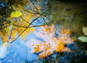a reflection of a tree in a puddle of water to build mental fitness